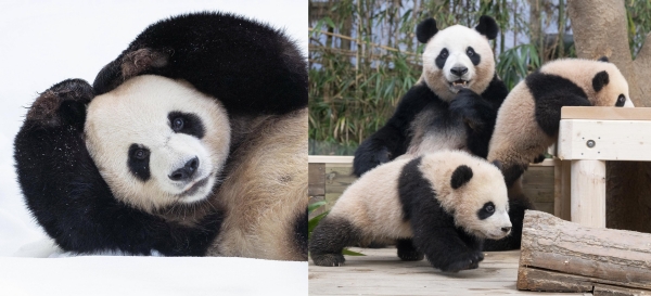 ▲ 에버랜드 엄마(우)아빠(좌) 판다ⓒ에버랜드