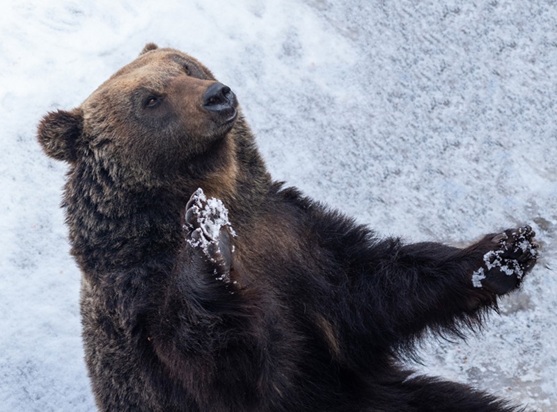 ▲ 불곰.ⓒ베어트리파크