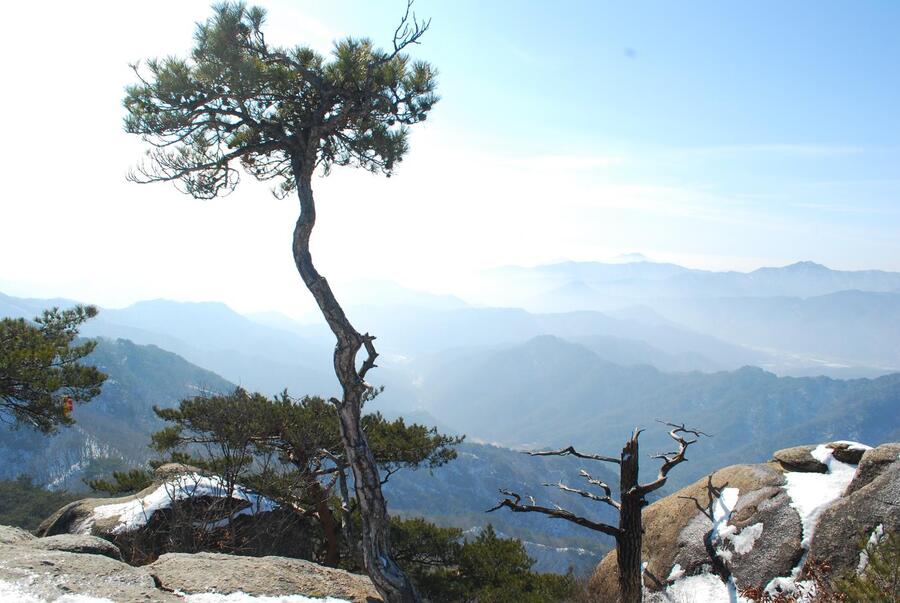 ▲ 일출봉 꼭대기를 지키는 소나무.ⓒ진경수 山 애호가