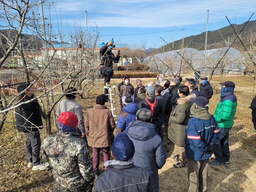 ▲ 청도군(군수 김하수)은 지역의 대표 임산물이자 주요 농가 소득원인 청도반시의 수고낮추기 지원사업을 이달부터 추진한다.ⓒ청도군