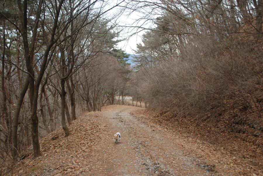 ▲ 보현산 임도.ⓒ진경수 山 애호가