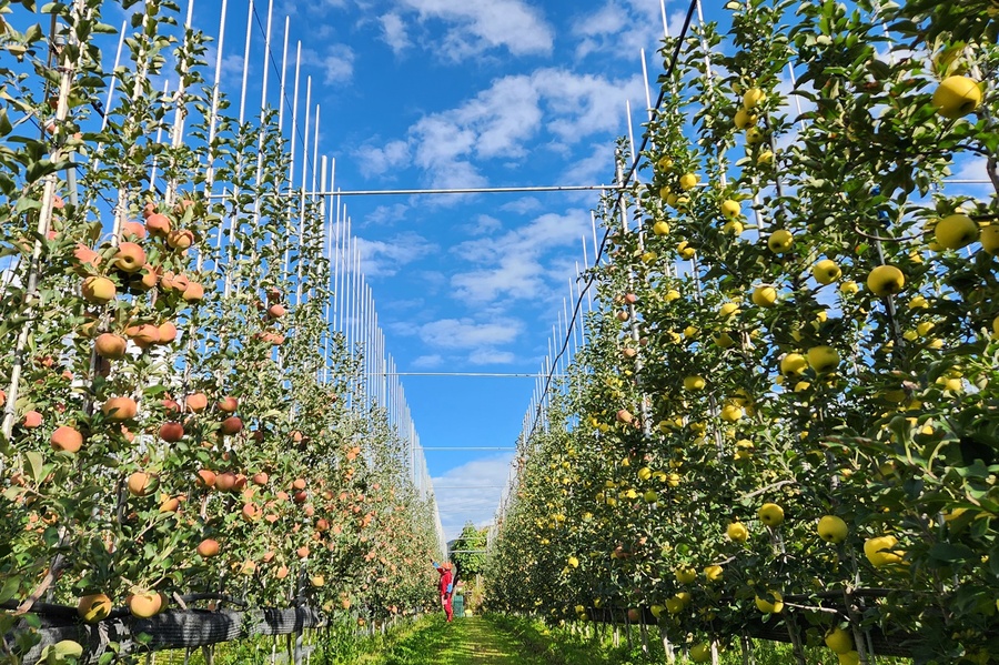 ▲ 청송군(군수 윤경희)은 지난달 17일부터 오는 2월 16일까지 과수농가의 일손부족을 해결하고 과실 생산비 절감을 위해 과수 생력화장비 지원사업 등 8개 사업의 신청을 받는다.ⓒ청송군
