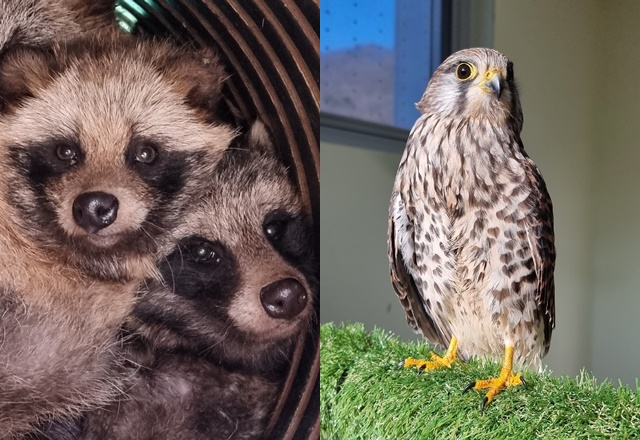 경기도 야생동물구조관리센터가 지난해 구조한 너구리(왼쪽)와 황조롱이가 입원한 모습. ⓒ경기도 제공