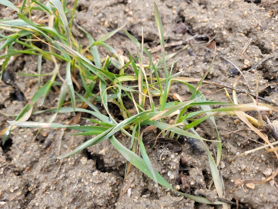 ▲ 경상북도농업기술원은 겨울을 지낸 맥류 작물의 안정적인 재배를 위해 생육 재생기부터 철저한 재배관리를 당부했다.ⓒ경북도