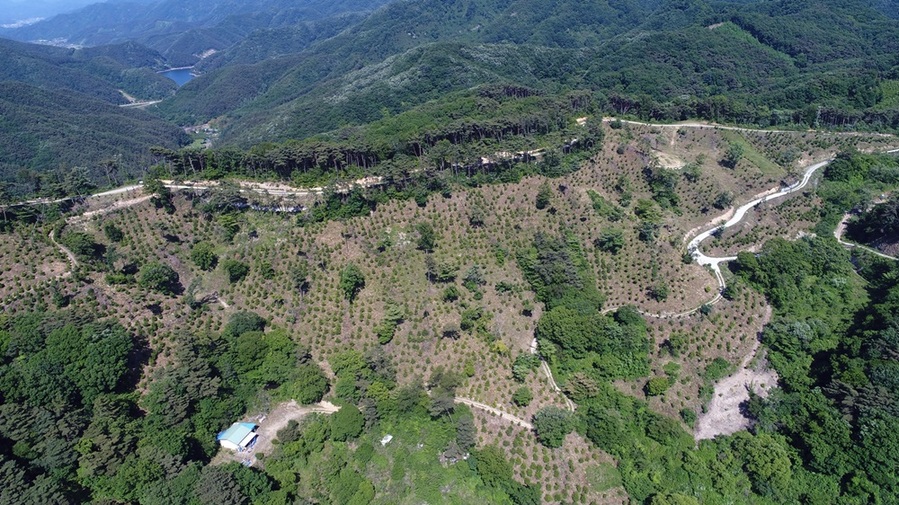 ▲ 정읍시가 농업의 경쟁력 강화하고 급변하는 농업환경에 적극적으로 대응하기 위해 2025년 농림축산식품사업 산림소득분야 예산을 신청받는다. 신청 기간은 오는 19일까지다.ⓒ정읍시청 사진 제공.