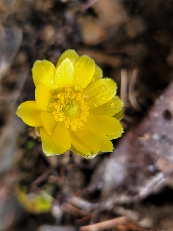 ▲ 좌구산에 핀 복수초.ⓒ 증평군