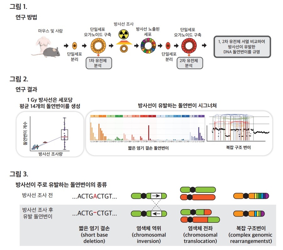 ▲ KAIST 의과학대학원 주영석 교수 연구팀이 공동 연구한 연구모식도.ⓒKAIST