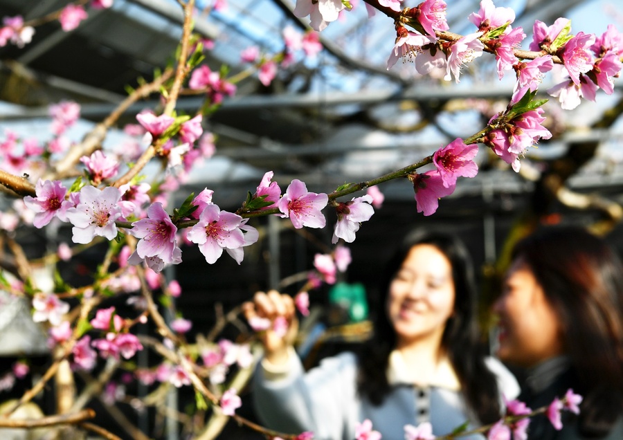 ▲ 경산지역에는 조생종에서 중만생종까지 다양한 품종의 복숭아가 재배되고 있고 일조량이 풍부한 데다 우수한 재배 경력을 갖춘 농가가 전국 제일의 품질을 자랑하는 명품 복숭아를 생산하고 있다.ⓒ경산시