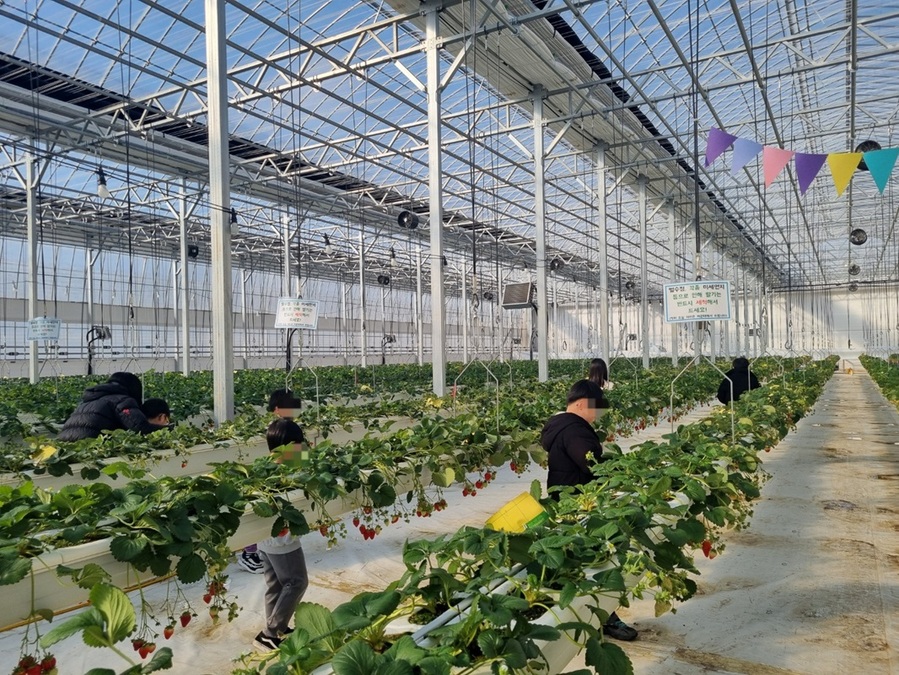 ▲ 드림스타트 대상 아동들이 딸기밭에서 체험활동을 하고 있다.ⓒ진천군