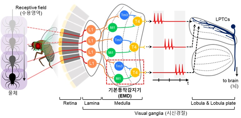 ▲ 곤충의 생물학적 시신경계에서 기인한 기본 동작 인식 과정.ⓒKAIST