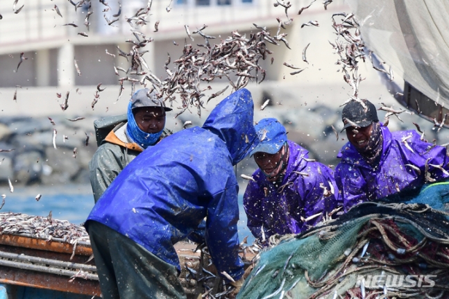 ▲ 경남 남해군의 한 바닷가에서 어민들이 멸치털이 작업을 벌이고 있다 ⓒ뉴시스