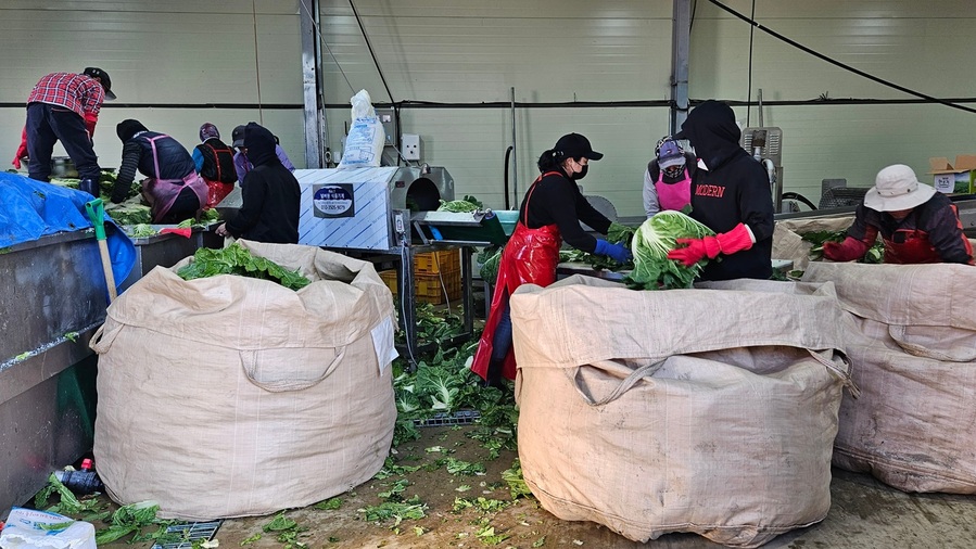 ▲ 외국인 근로자들이 괴산지역 농가에서 절임배추 작업을 하고 있다.ⓒ괴산군