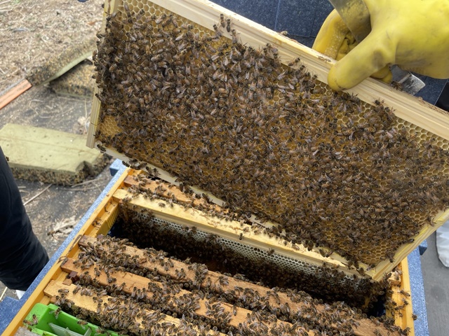 ▲ 경기도 관계자가 도내 한 양봉농가에서 꿀을 채집하는 소비장을 확인하고 있다. ⓒ경기도 제공