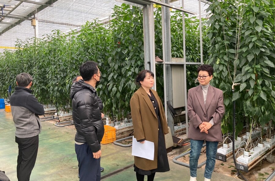 ▲ 윤순희 새만금개발청 차장은 26일 파프리카 전문 생산ㆍ유통 농업법인인 ㈜농산(대표 조기심)을 방문해 온실형 스마트팜 운영시설을 시찰한 후 새만금 식품허브 조성 추진방향을 논의했다.ⓒ새만금개발청 사진 제공.