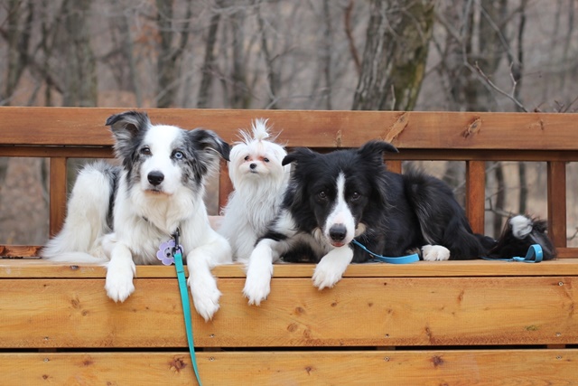 ▲ 지난해 화성의 한 번식장에서 구조돼 새 가족에게 입양을 보낸 동주(가운데)가 입양된 가족의 다른 강아지들과 함께하고 있다. ⓒ경기도 제공