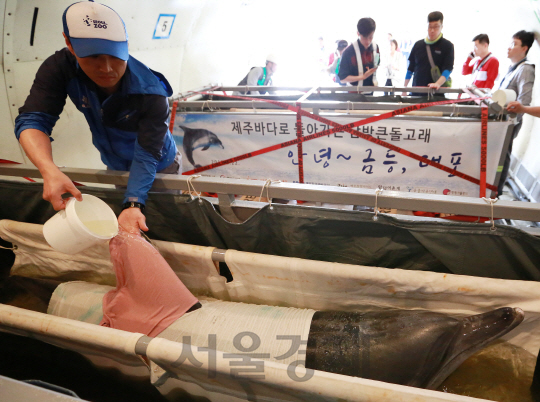 ▲ 2017년 아시아나항공의 화물전세기로 옮겨지는 남방큰돌고래. ⓒ아시아나항공