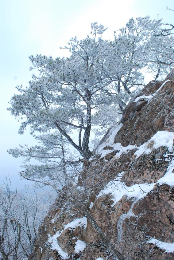 ▲ 형제봉 암봉의 상고대.ⓒ진경수 山 애호가