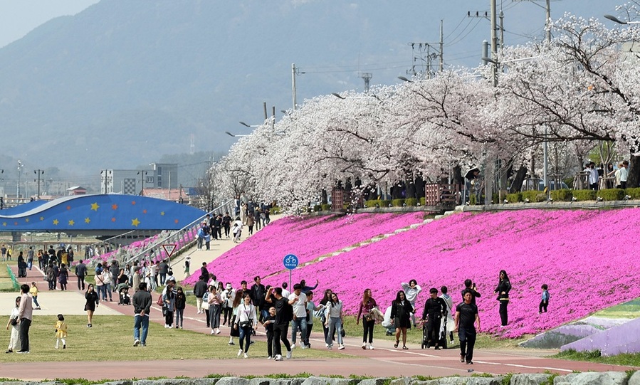 ▲ 정읍 벚꽃축제가 오는 28일부터 다음달 1일까지 5일간 정읍 천변에서 화려하게 열린다.ⓒ정읍시 사진 제공.