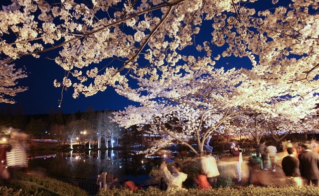 ▲ 영일대 연못 벚꽃 야경.ⓒ포항시