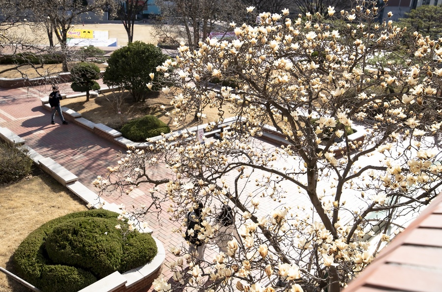 ▲ 대구 북구 영진전문대학교 캠퍼스 본관 앞에 목련꽃이 만개했다.ⓒ영진전문대
