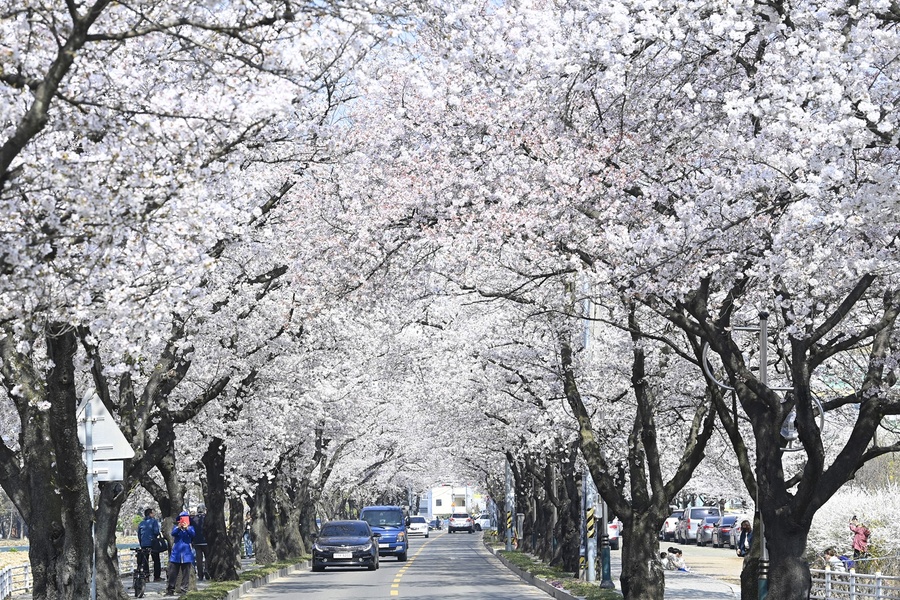 ▲ 달성군 옥포읍번영회(회장 하재덕)는 오는 23일부터 24일까지 옥포읍 기세리 벚꽃길과 송해공원 제4주차장에서 ‘제10회 옥포 벚꽃 축제’를 진행한다고 밝혔다.ⓒ달성군