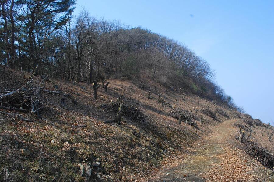 ▲ 밤나무밭 사이의 비탈길로 지나쳐 온 지등산 봉우리.ⓒ진경수 山 애호가