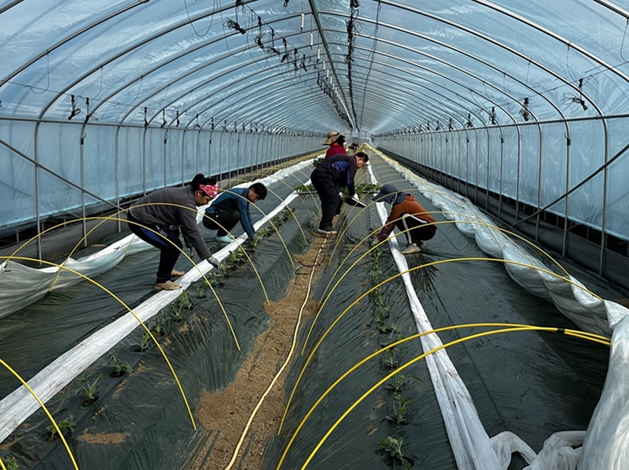 ▲ 진천군 농가의 중소형 수박 정식작업 모습.ⓒ진천군