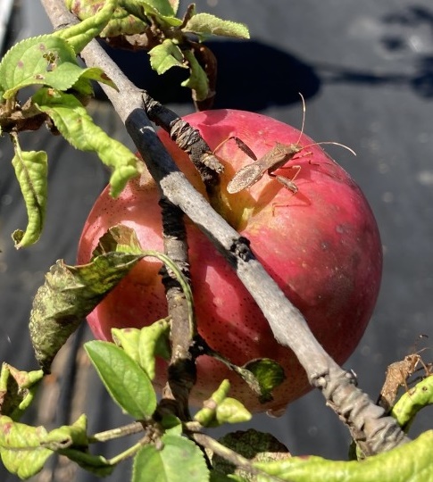 ▲ 사과의 주요 해충인 노린재의 사과 흡즙 모습. ⓒ경기도농업기술원 제공