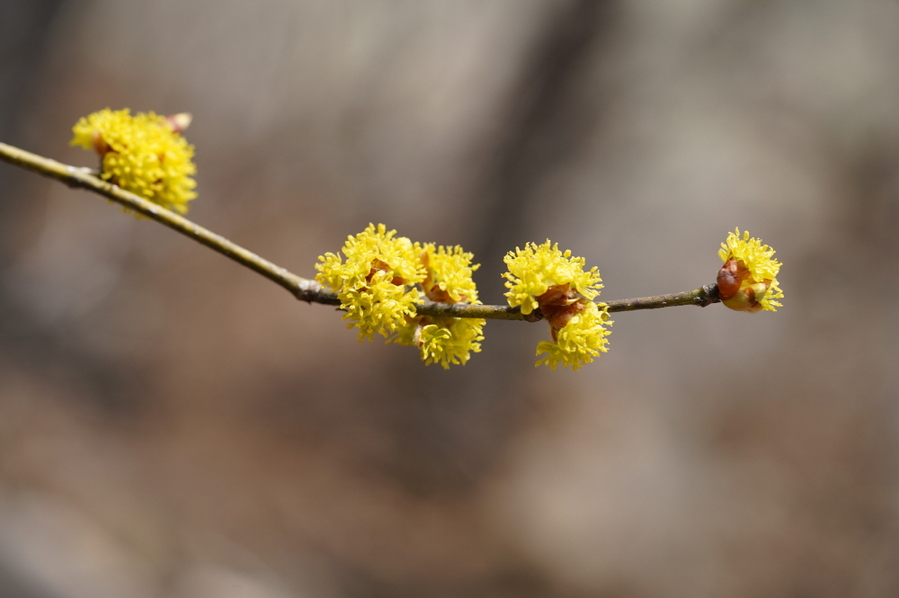 ▲ 생강나무.ⓒ가야산국립공원