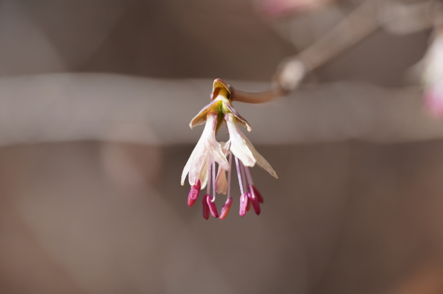 ▲ 울괴불나무.ⓒ가야산국립공원사무소