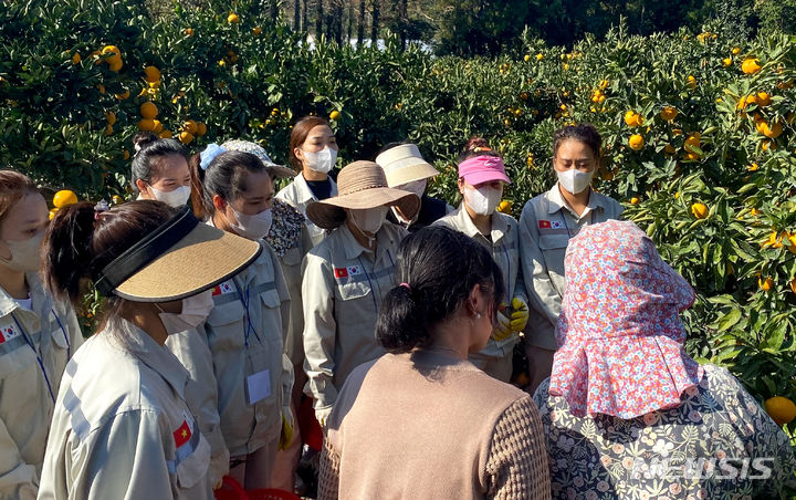 ▲ 제주 서귀포시 남원읍 위미리 인근 과수원에서 지난 1일 베트남 남딘성에서 온 외국인 공공형 계절노동자들이 감귤 수확 현장 실습을 하고 있다.ⓒ뉴시스