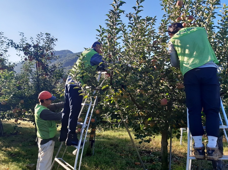▲ ‘충북에서 살아보기’체험 참여자들이 과수원에서 작업을 하고 있다.ⓒ괴산군