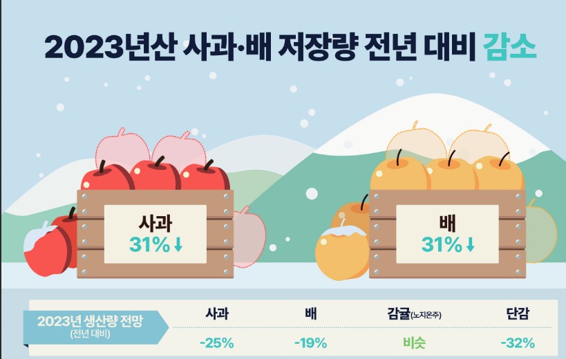 ▲ 지난해 사과 생산량은 전년보다 25% 감소한 42만5000톤 내외로 추정된다. 2023년산 사과 저장량은 전년 대비 31%나 감소했다.  ⓒ한국농촌경제연구원