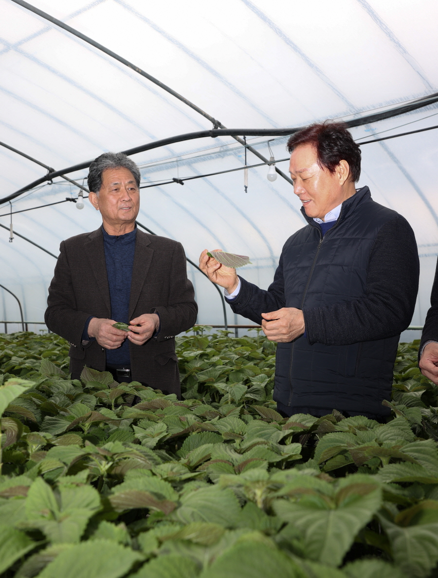 ▲ 박완수 도지사가 밀양시 상동면의 깻잎 원예영농조합법인을 방문해 생육 상황 및 출하 현황을 살펴보고 있다. ⓒ경남도 제공