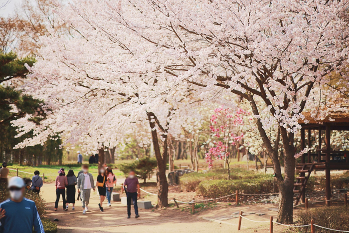 ▲ ‘인천대공원 범시민 벚꽃축제’는 지난해에도 이틀간 17만여 명이 다녀가는 등 큰 인기를 끌었다.
ⓒ인천시 제공
