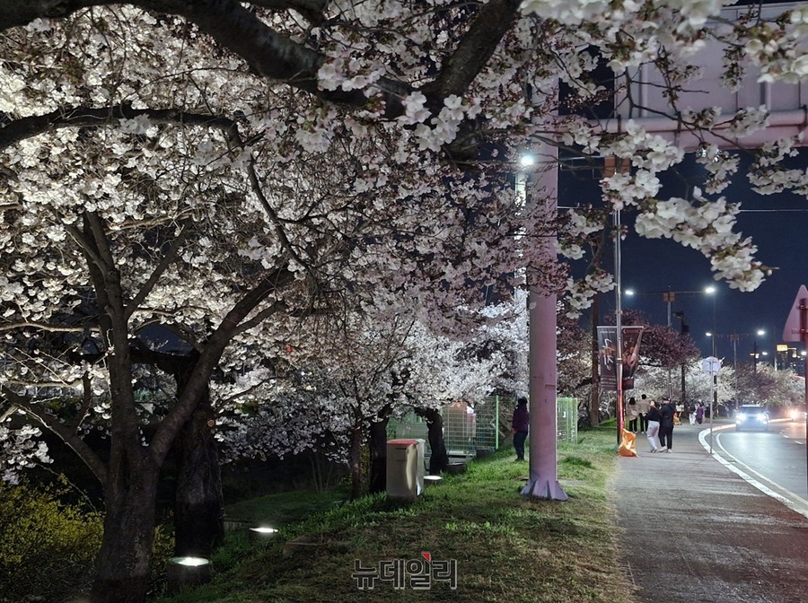 ▲ 충북 청주시 무심천에 만개한 벗꽃.ⓒ뉴데일리