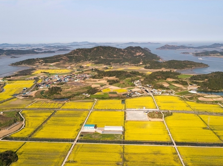 ▲ 신안군이 이상기온으로 ‘2024 팔금 섬 유채꽃축제’를 취소했다.ⓒ신안군 제공