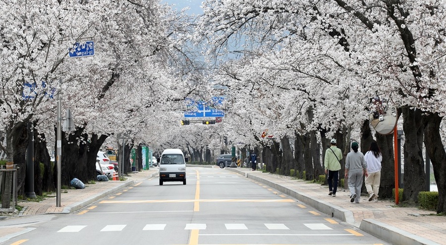 ▲ 정읍천변 어린이축구장 일원에서 펼쳐진 2024 정읍 벚꽃축제가 2일 17만명 이상 방문하며 2일 성황리에 마무리됐다.ⓒ정읍시 사진 제공.