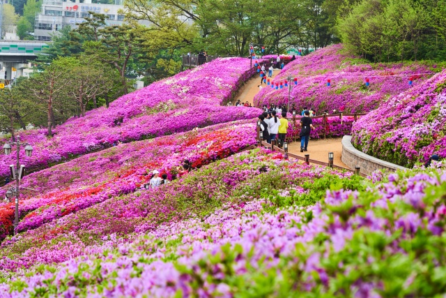 ▲ 경기도 No.1 철쭉 ‘군포 철쭉동산’ⓒ경기관광공사 제공