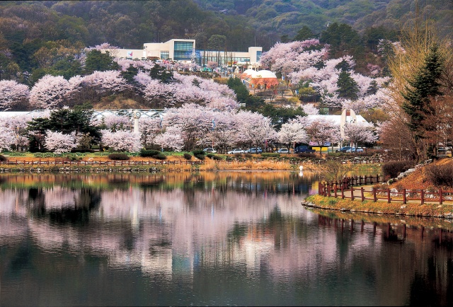 ▲ 봄날 벚꽃 산책 ‘설봉공원’ⓒ경기관광공사 제공