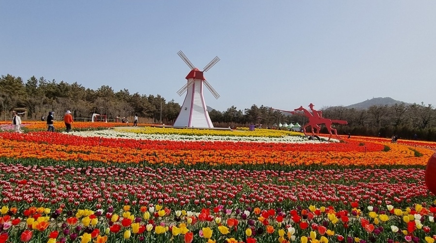 ▲ 신안군이 오는 5일 '2024 튤립축제' 개막식을 개최한다.ⓒ신안군 제공