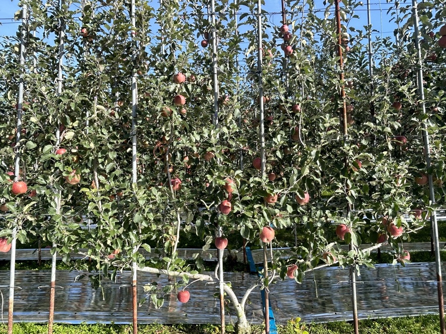 ▲ 경상북도가 야심 차게 시범 도입한 ‘경북 미래형사과원(다축형)’이 대한민국 사과 산업의 틀을 바꾼다.ⓒ경북도