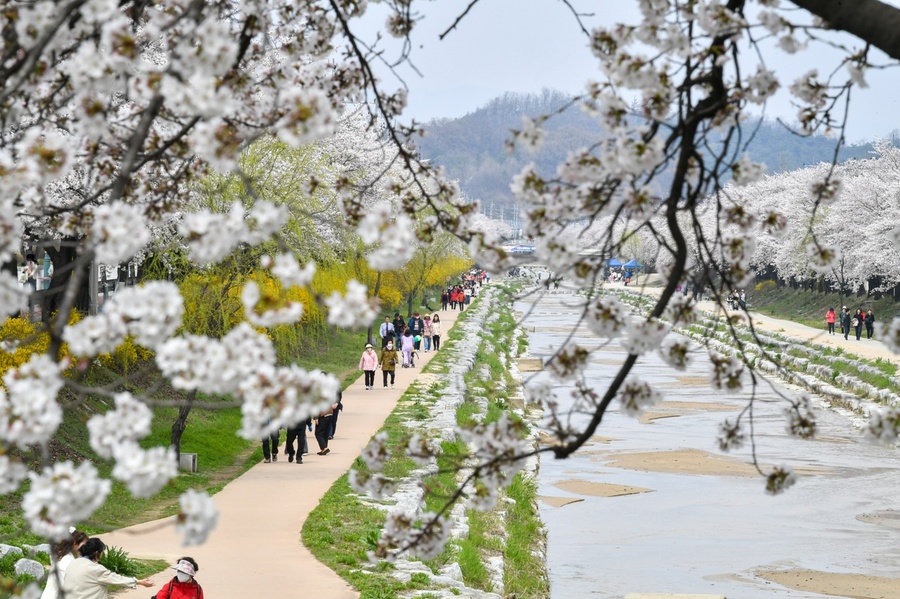 ▲ 벚꽃과 함께하는 시민 어울림 한마당’은 벚꽃 개화 지연으로 일주일 미뤄져 실시됐다. 행사장에는 아름다운 벚꽃이 만개해 시민과 관광객들을 만족시켰다.ⓒ영주시