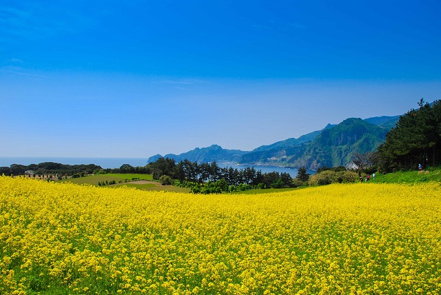 ▲ 울릉군 죽도 유채꽃 전경.ⓒ울릉군