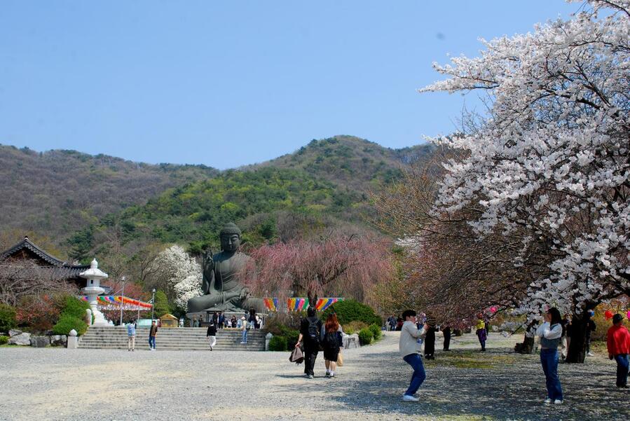 ▲ 태조산을 배경으로 자리한 청동대불과 벚꽃.ⓒ진경수 산 해호가