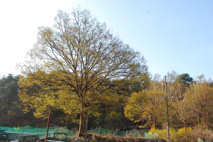 ▲ 연두빛 새순을 돋기 시작한 느티나무.ⓒ진경수 山 애호가