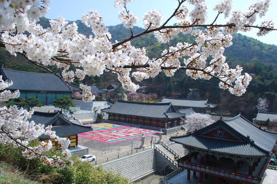 ▲ 청동대불의 벚나무 군락지에서 바라본 각원사의 전각들.ⓒ진경수 山 애호가