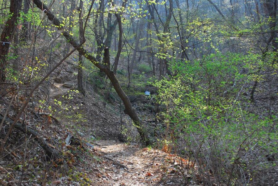 ▲ 산길 초입의 숲의 탄생길.ⓒ진경수 山 애호가