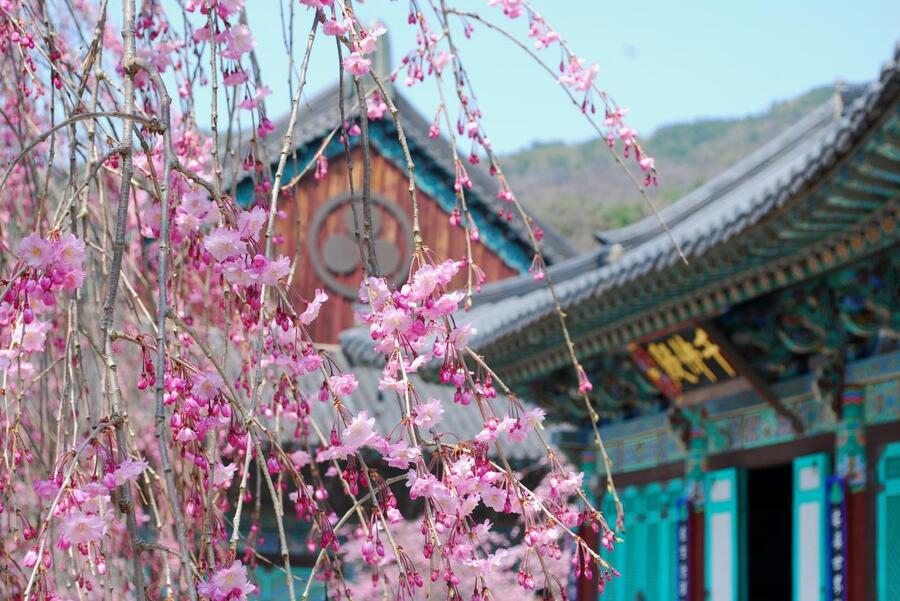 ▲ 천불전 앞에 흐드러지게 핀 수양홍겹벚꽃.ⓒ진경수 山 애호가