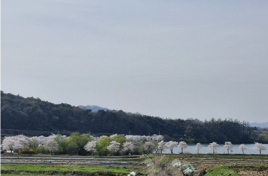 ▲ 벚꽃이 활짝 핀 가운데 새싹이 돋기 시작한 산과 들이 신록으로 채워지고 있다.ⓒ뉴데일리